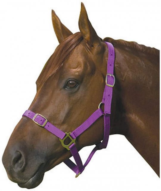 Roma Roma Nylon Mini Headcollar