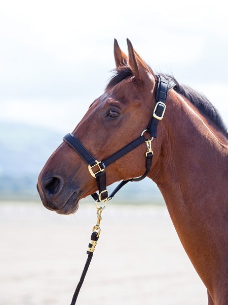 Shires Topaz Nylon Headcollar Black