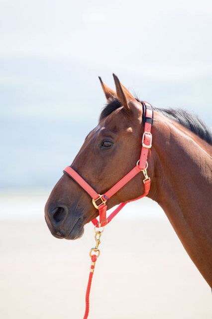 Shires Topaz Nylon Headcollar Red