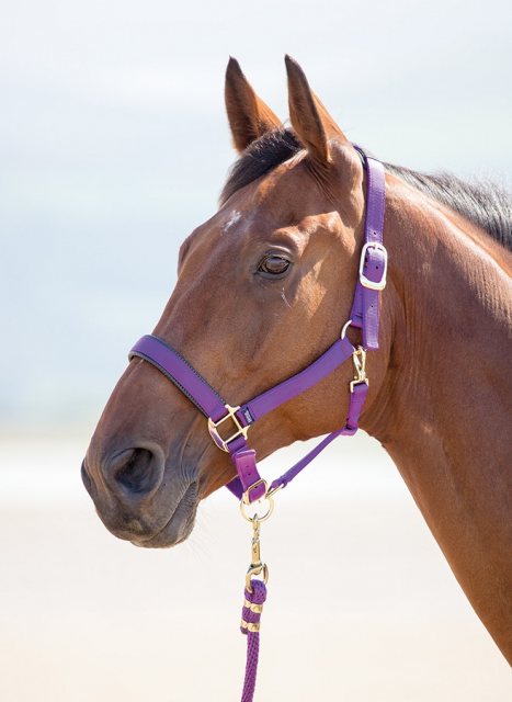 Shires Topaz Nylon Headcollar Purple Full