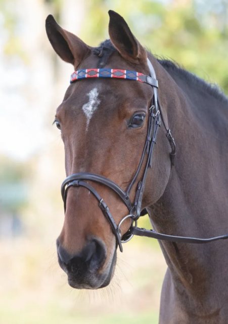 Blenheim Shires Polo Browband Red/Navy