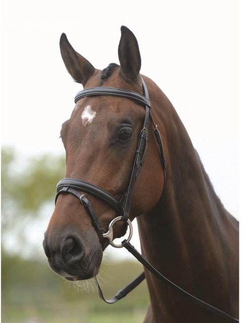 Kincade Flash Bridle Brown