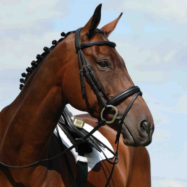 Padded Raised Flash Bridle