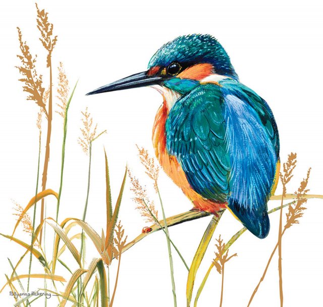 Countryside Card Kingfisher