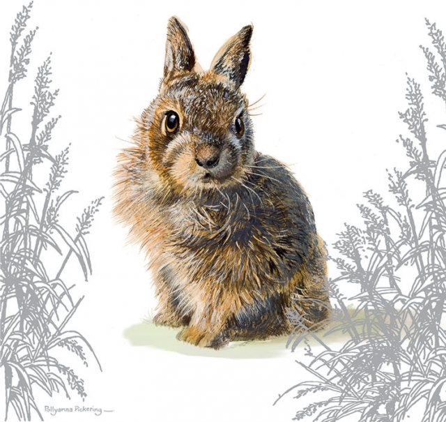 Countryside Card Wild Rabbit - Animals - Mole Avon Countryside Card Wild Rabbit - Animals - Mole Avon