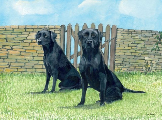 Black Labradors Greetings Card