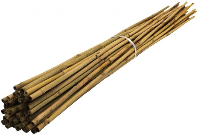 Bamboo Cane 10 Pack