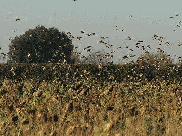 AB12 Seed Ready To Use