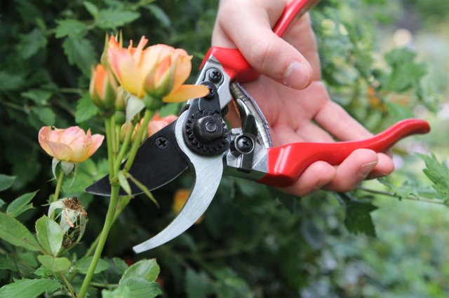 Darlac Professional Pruner