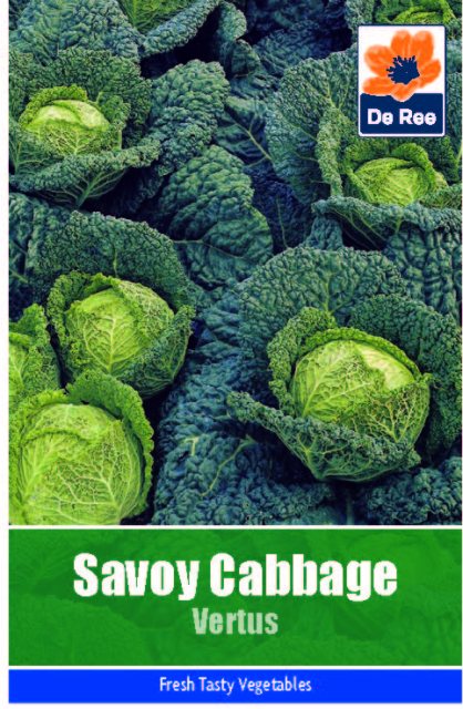 De Ree Cabbage Savoy Vertus Seeds