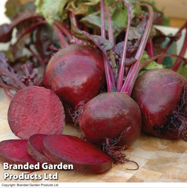 SUTTONS Beetroot Boltardy Seeds