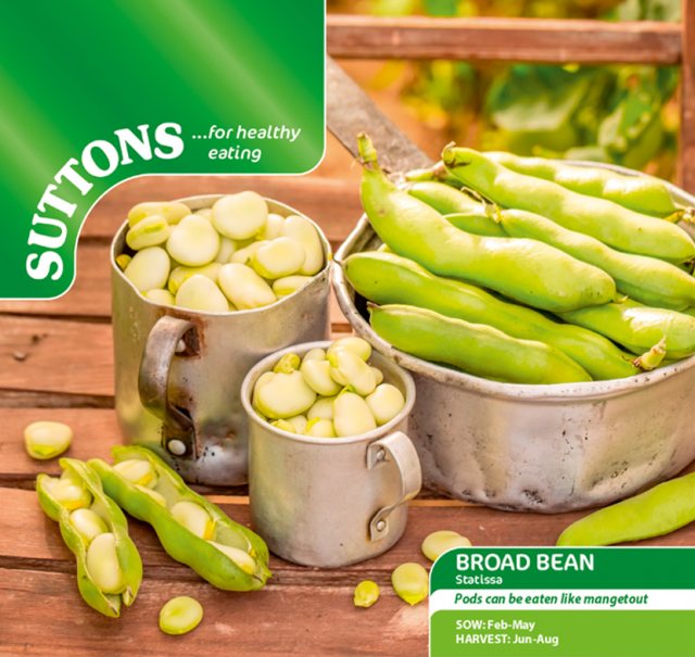 SUTTONS Broad Bean Statissa Seeds