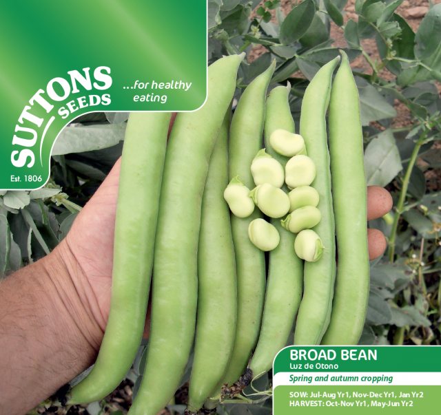 SUTTONS Bean Broad Luz De Otono Seeds