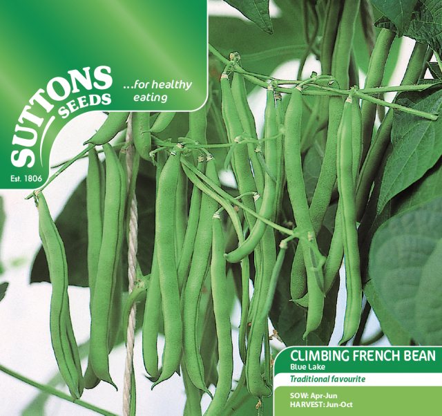 SUTTONS Climbing French Bean Blue Lake Seeds
