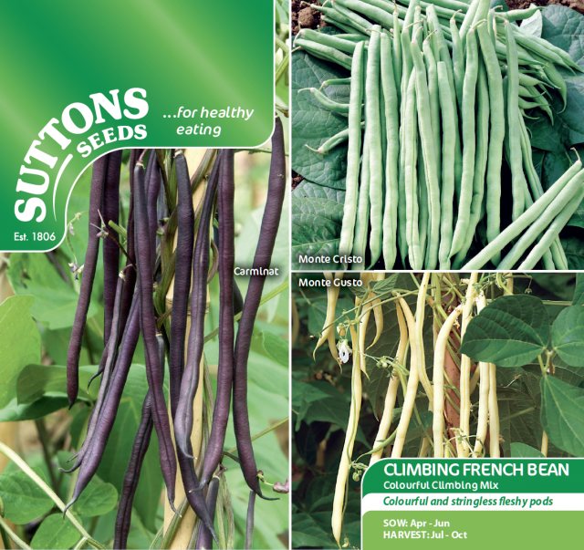 SUTTONS Climbing French Bean Colour Mix Seeds