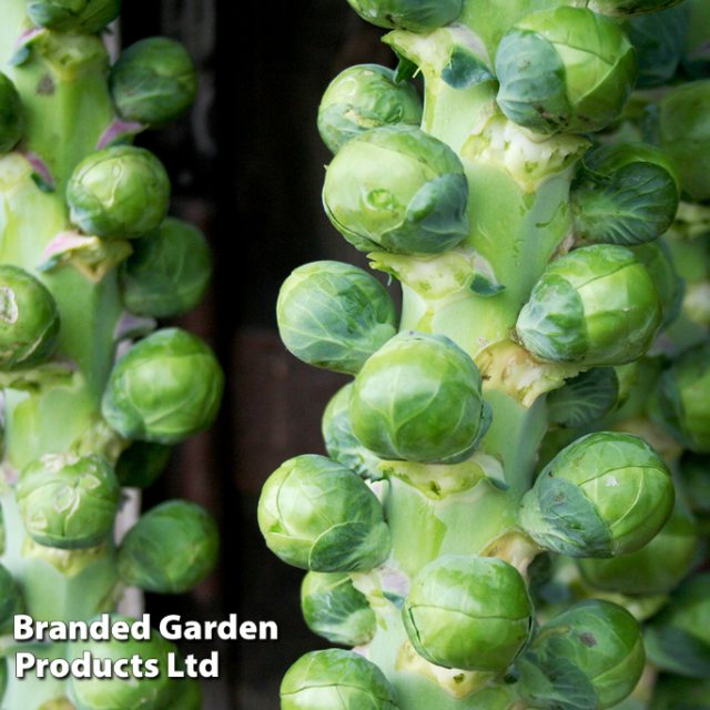 SUTTONS Brussles Sprout Cryptus F1 Seeds