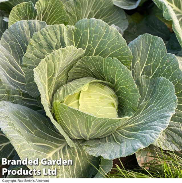 SUTTONS Cabbage Green Rich F1 Seeds