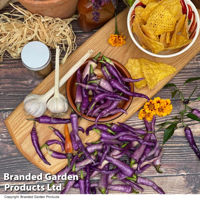 SUTTONS Suttons Chilli Capsicum Annuum Buena Mulata Voty Seeds