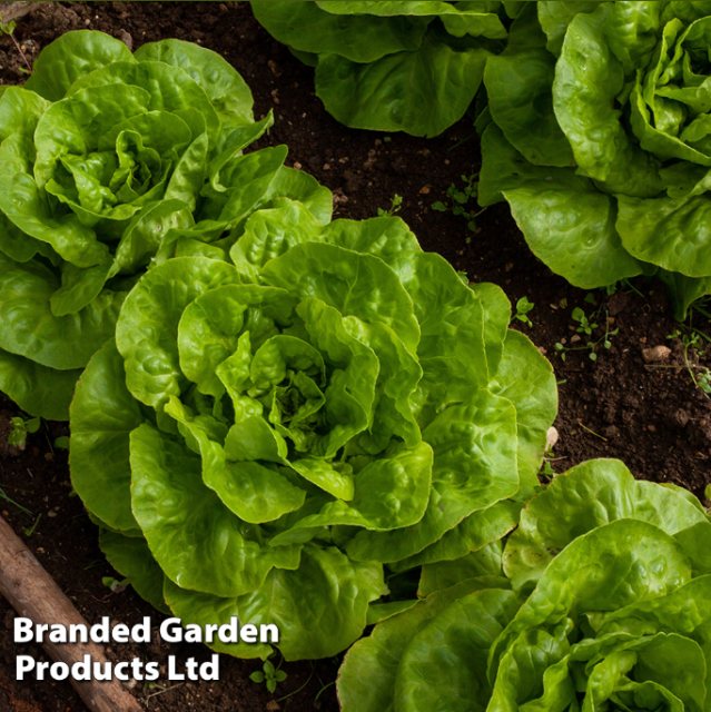 SUTTONS Lettuce Butterhead Brighton Seeds
