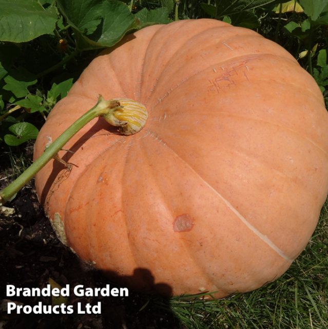 SUTTONS Sutton's Pumpkin Cucurbita Maxima Big Max Seeds