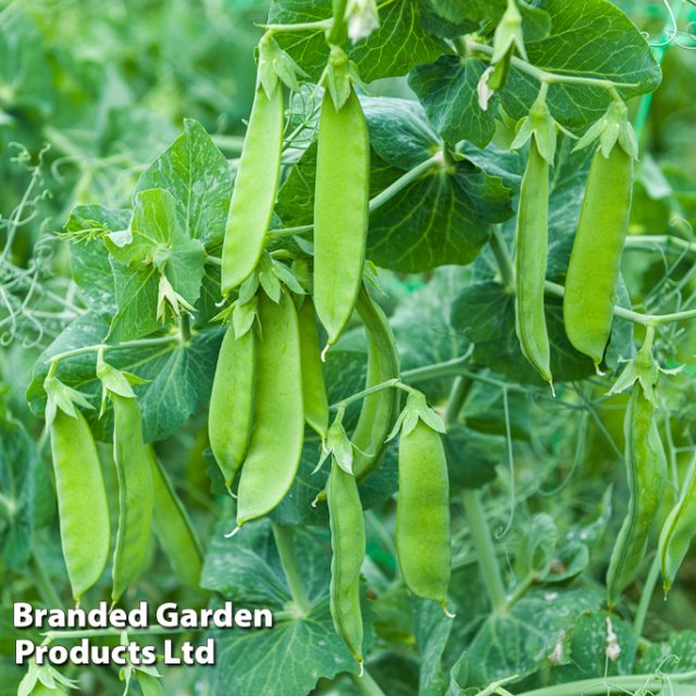 SUTTONS Pea Mangetout Snow Max Seeds