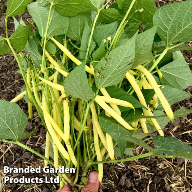 SUTTONS Bean Dwarf French Dior Seeds