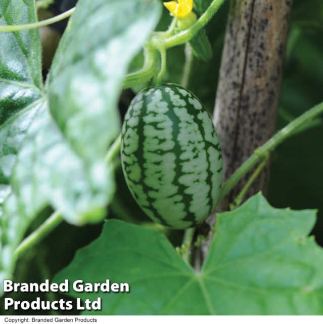 SUTTONS Cucamelon Seeds