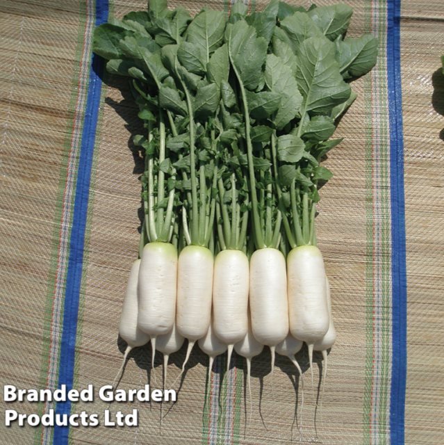 SUTTONS Suttons Radish Mooli Seeds