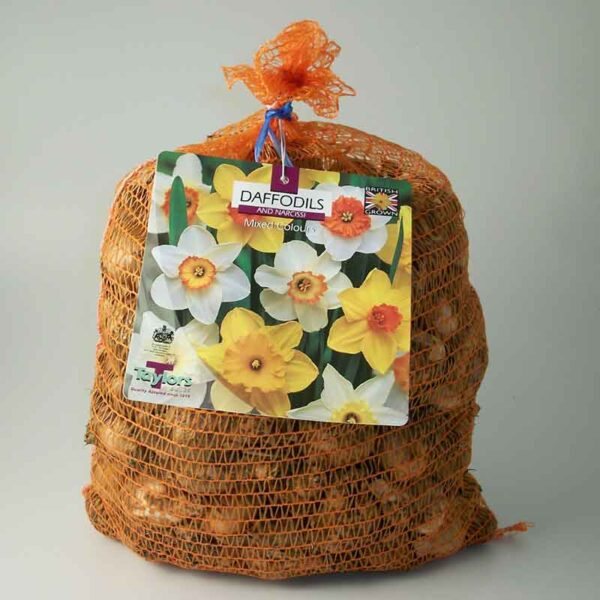 Taylors Bulbs Taylor's Bulbs Narcissi Mixed Naturalising 5kg