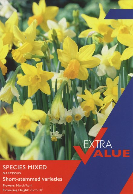 Taylors Bulbs Taylor's Bulbs Narcissi Species Mixed Bulbs