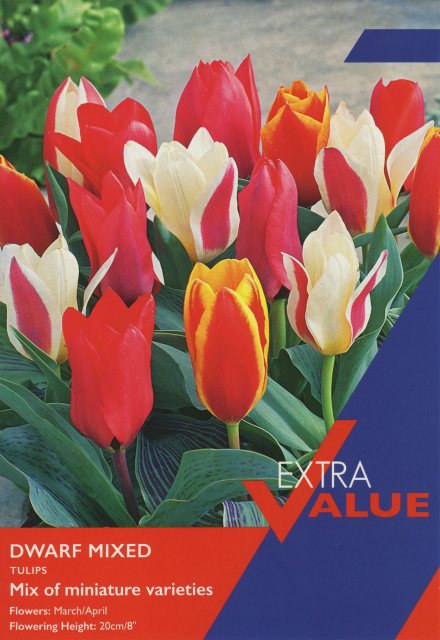 Taylors Bulbs Taylor's Bulbs Dwarf Tulip Mixed Bulbs