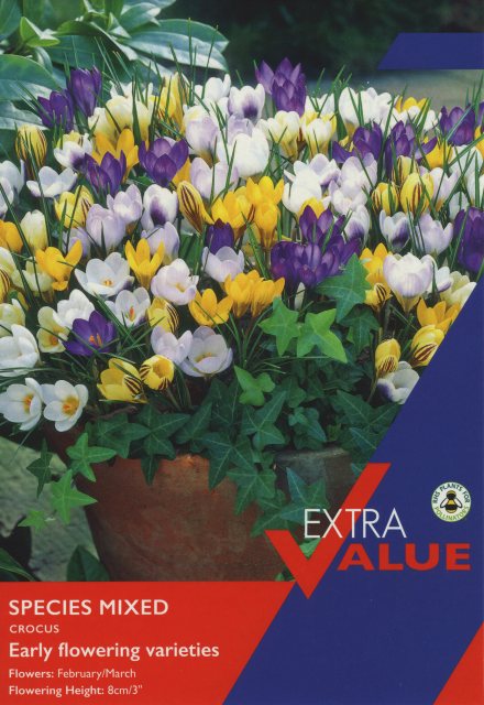 Taylors Bulbs Taylor's Bulbs Crocus Species Mixed Bulbs
