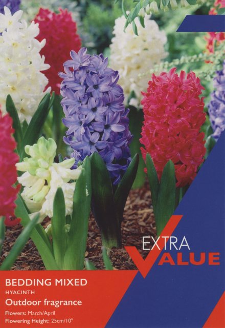 Taylors Bulbs Taylor's Bulbs Hyacinth Bedding Mixed Bulbs