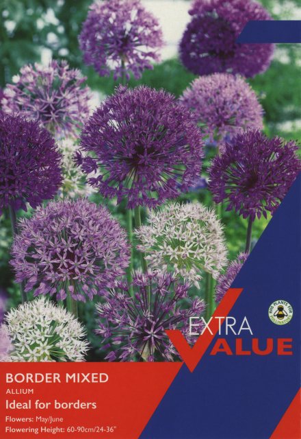 Taylors Bulbs Taylor's Bulbs Allium Border Mixed Bulbs