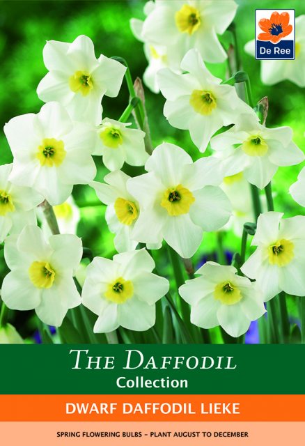 De Ree De Rees Dwarf Daffodil Lieke Bulbs