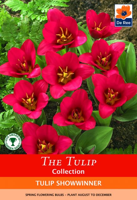 De Ree De Rees Tulip Showwinner Bulbs