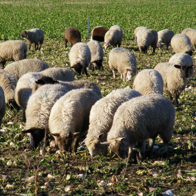 Vollenda Stubble Turnip 25kg Turnip & Swede Seed Mole Avon