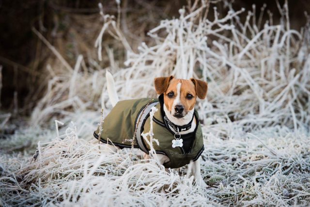 Danish sales dog coat