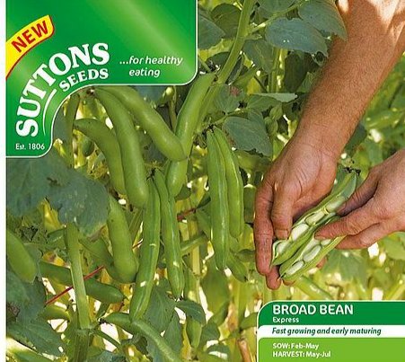 SUTTONS Sutton's Express Broad Bean Seeds