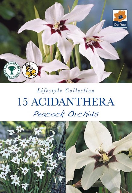 De Ree Orchid Acidanthera Bulb