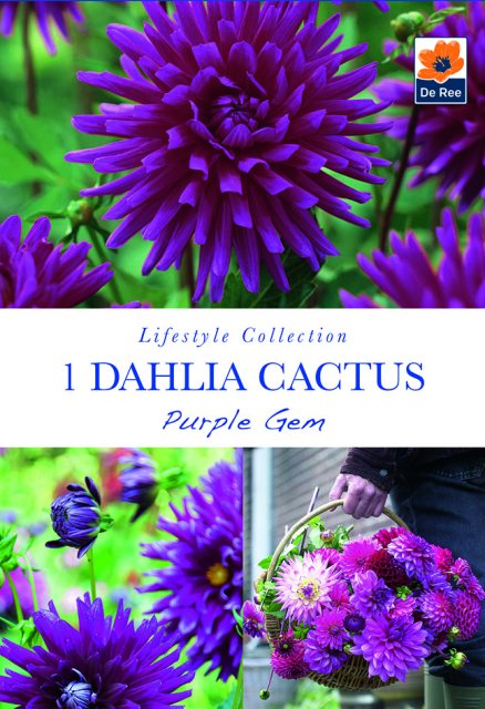 De Ree Dahlia Cactus Purple Bulb