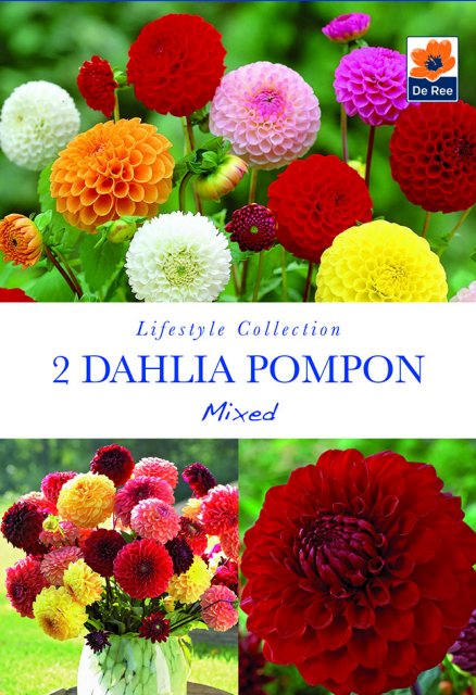 De Ree Dahlia Pompon Mixed Bulb