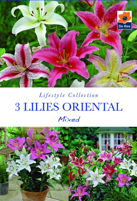 De Ree Lilies Oriental Mixed Bulb