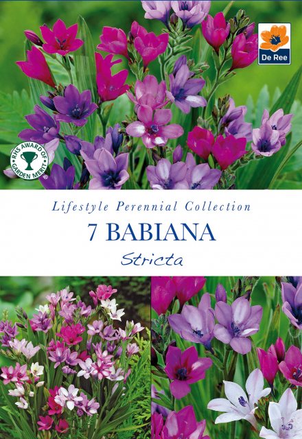 De Ree Babiana Stricta Bulb