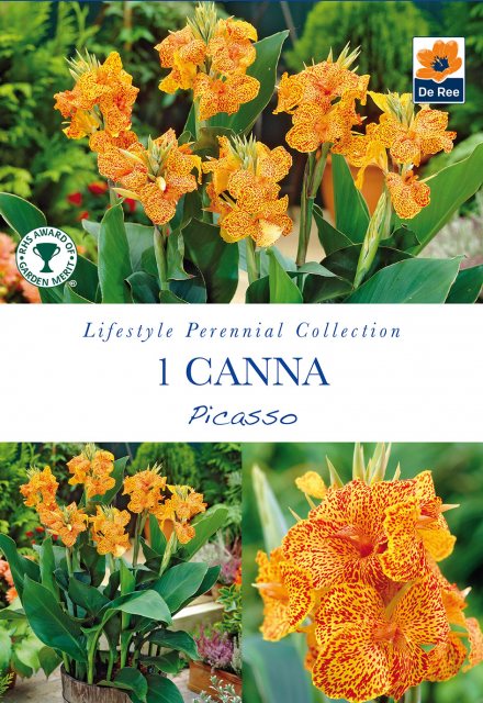 De Ree Canna Picasso Bulb