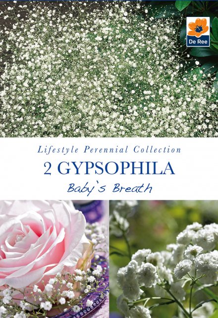 De Ree Gypsophila Babys Breath Bulb