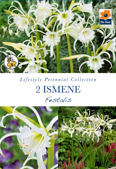 De Ree Ismene Festalis Bulb