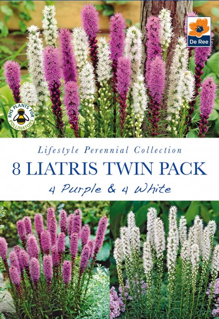 De Ree Liatris Twin Pack Bulb