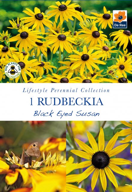 De Ree Rudbeckia Black Eyed Susan Bulb