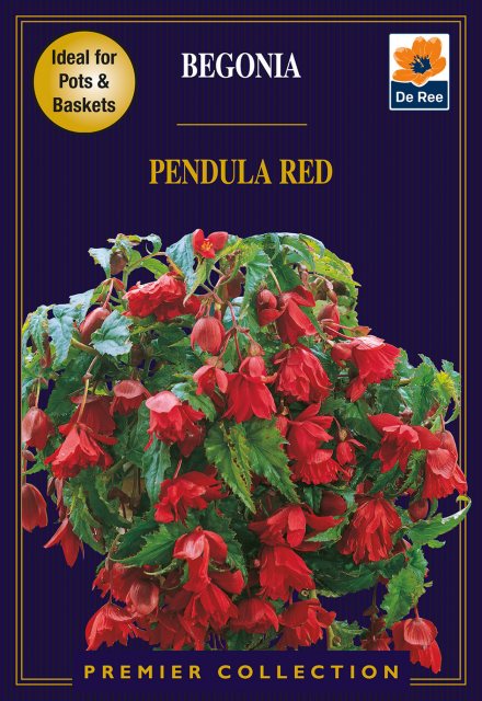 De Ree Begonia Pendula Red Bulb